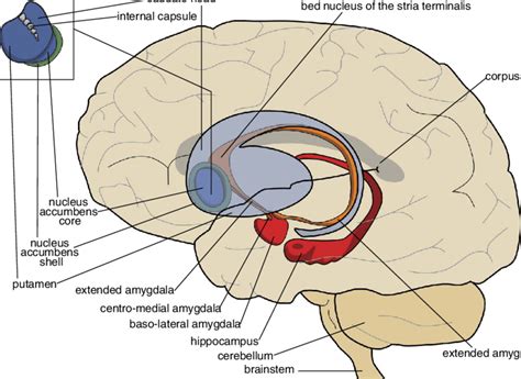 Basal Nuclei Limbic System