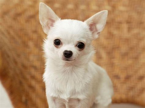 7 Smallest Dog Breed In The World