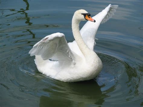 Swan, photo, #1391814 - FreeImages.com