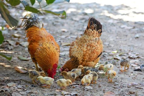 Choosing the Right Chicken Feed For Laying Hens - Pet Food Guide