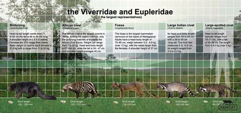 The fossa and the civet size. | African civet, Binturong, Megafauna