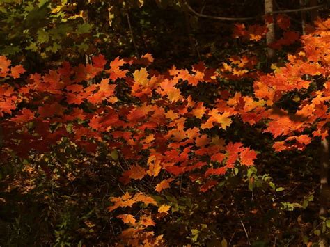 Fall Foliage Map 2023: See When Autumn Leaves Peak In MN | Across ...