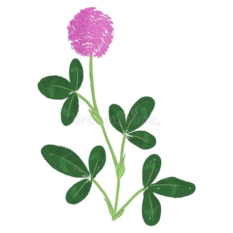 Red Clover, Flower, Drawing by Colored Pencils Stock Illustration ...