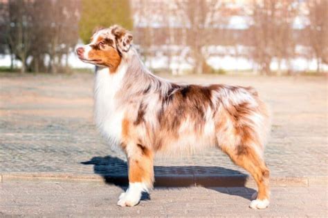 Red Merle Australian Shepherd: A Comprehensive Guide