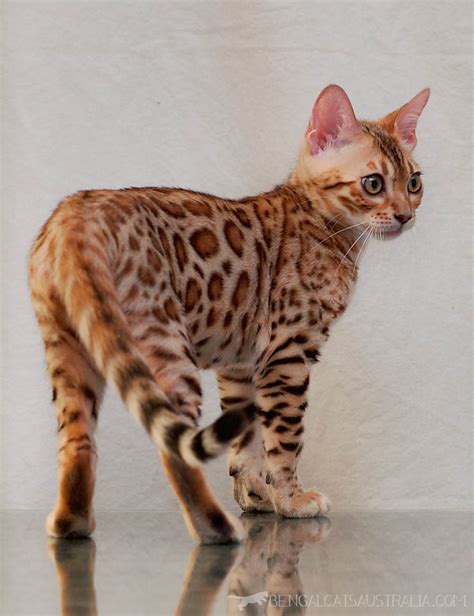 Bengal Breeders Australia | Bengal Info & kittens