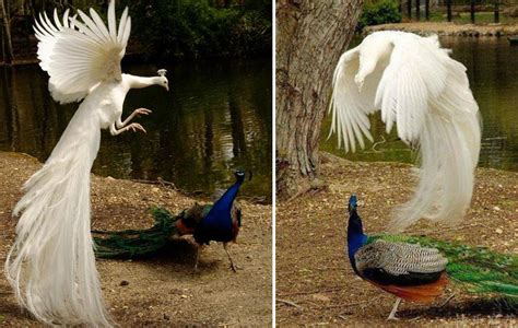 How Peacocks Look In Mid-Flight (9 Pics) | Bored Panda