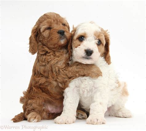 Dogs: Cute Cavapoo puppies hugging photo WP39610