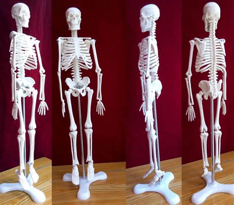 45cm human skeleton medical model torso anatomy skeleton dental ...