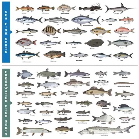 41 Types of Fish (Most Popular Saltwater and Freshwater Fish) – Nayturr