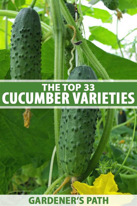 33 of the Best Cucumber Varieties to Grow at Home