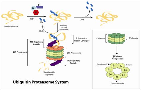 The Ubiquitin-proteasome pathway. Targeting of protein substrates by ...