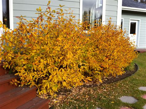 Lonicera caerulea var. kamtschatica or Honeyberries in the fall ...