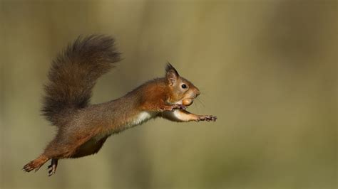 Jumping Squirrel HD Wallpaper | Wallpapers Share