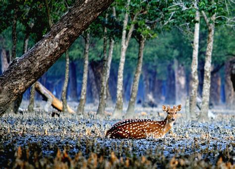 Free Images : tree, flower, wildlife, deer, autumn, fauna, bangladesh ...