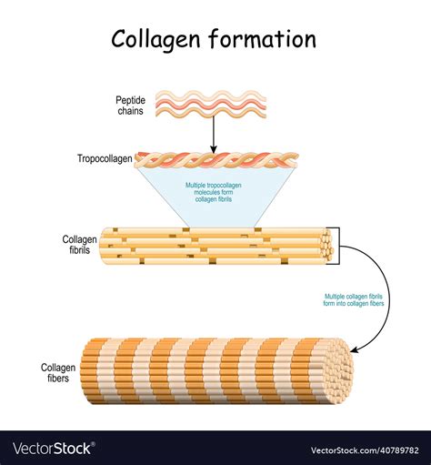 Collagen formation Royalty Free Vector Image - VectorStock