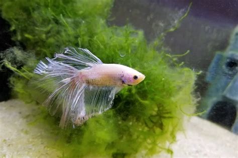 Betta Fish Fin Rot: Symptoms, Causes, Prevention & Treatment