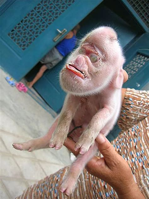 Picture: the pig with the face of a monkey - Mirror Online