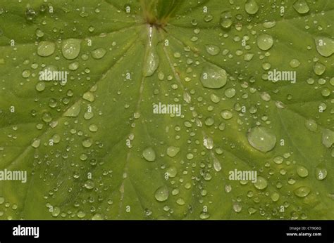 Rain drops on leaves Stock Photo - Alamy