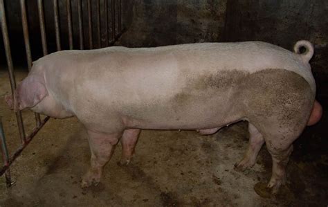 Landrace Pig – A Good Pig Breed For Commercial Farming – FarmerDB