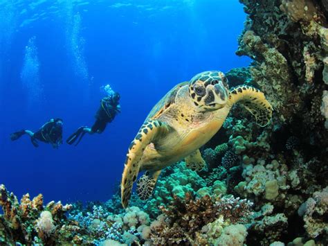 Sea Turtle Habitat - Sea Turtle Facts and Information