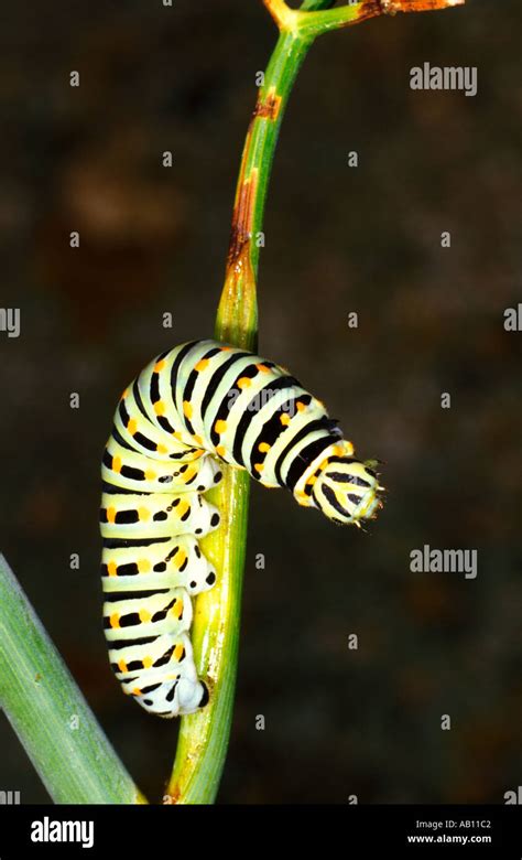 Swallowtail Papilio machaon Larva Stock Photo - Alamy