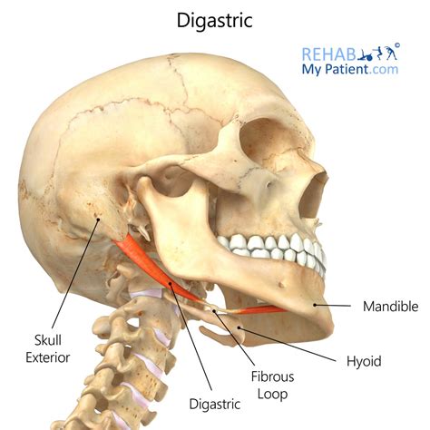 Digastric Notch