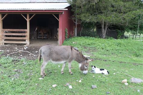 Learning To Be A Farm Dog: Meeting The Guard Donkey - Bedlam Farm