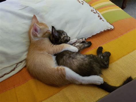 Our two kittens sleeping peacefully : r/aww