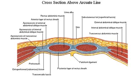 A More Complete Approach to Diastasis Recti Rehab - Altavie Health