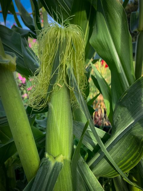 How to grow sweetcorn - Kids Do Gardening