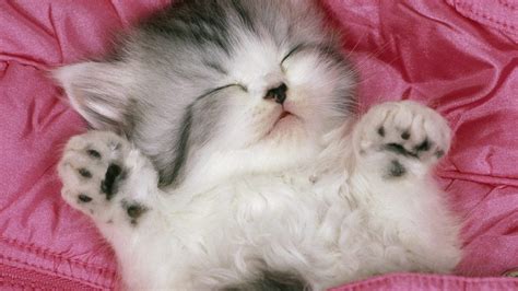 🔥 [0+] Cute Cats Wallpapers | WallpaperSafari