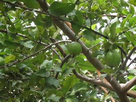 File:Guava in tree.JPG