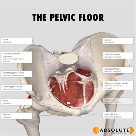 Why You Should See A Pelvic Floor Physiotherapist - Absolute Health ...