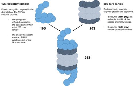 Schematic representation of proteasome 26S. Proteasome 26S, named due ...