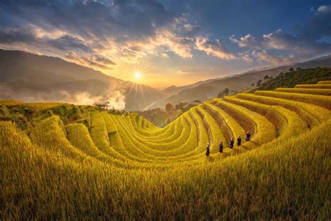 Mu Cang chai rice terraces in the harvest season