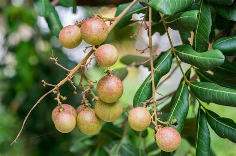 Premium Photo | Longan fruit many seeds