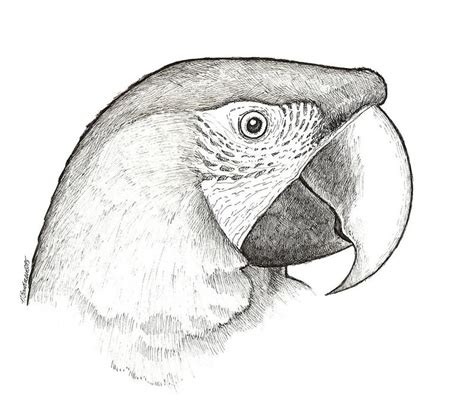 Parrot Pencil Drawing at PaintingValley.com | Explore collection of ...