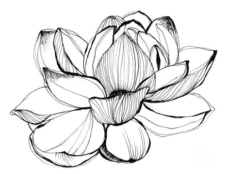 Lotus Flower Outline Drawing