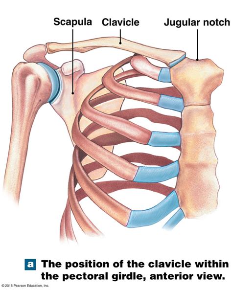 Pectoral Girdle Bones | Hot Sex Picture