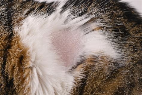 Cat Skin Conditions, Causes and Treatment | Forever Vets