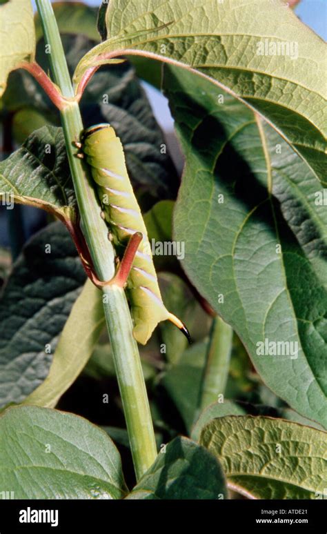 Caterpillar of Privet Hawk Moth Stock Photo - Alamy