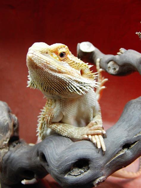 Bearded Dragons As Pets: Dragon is Real and they have Beard