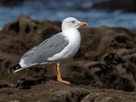 Yellow-Legged Gull Bird Facts (Larus michahellis) | Birdfact