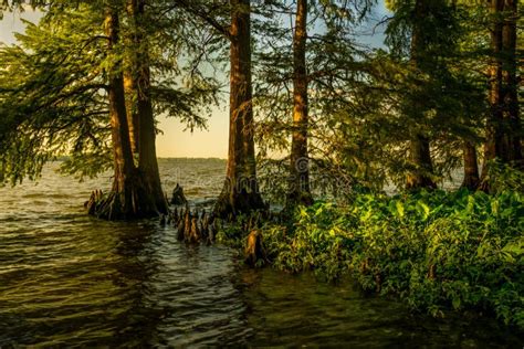 Reelfoot Lake State Park stock image. Image of state - 161397435