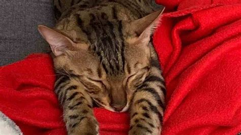 10 Most Common Bengal cat health issues Explained