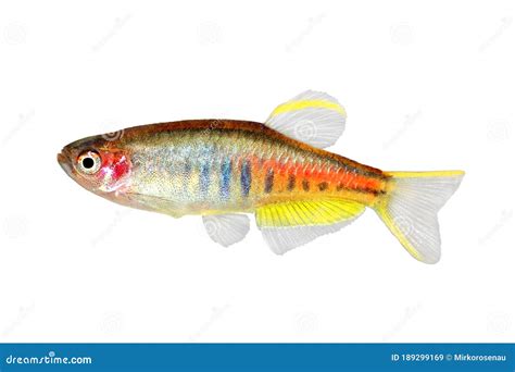 Glowlight Danio Aquarium Fish Danio Choprai Freshwater Fish Stock Image ...