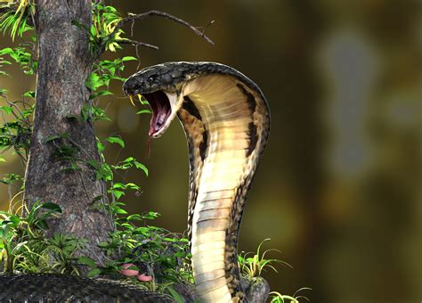 Indian Cobra Snake Attack