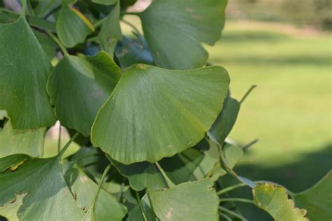 Ginkgo biloba is a decidious tree that exhibits yellow fall foliage.