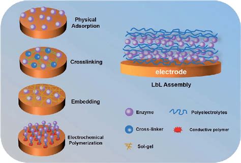 Schematic of different enzyme immobilization methods. | Download ...