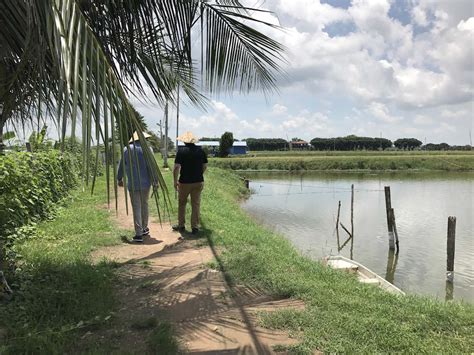 Pangasius farming: serenity more than anything else - Your everyday fish